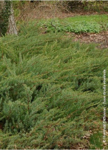 JUNIPERUS conferta SLAGER