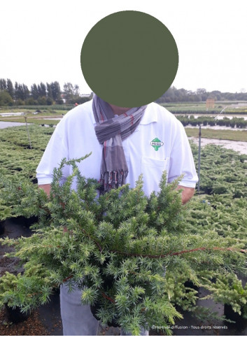 JUNIPERUS conferta SLAGER En pot de 4-5 litres