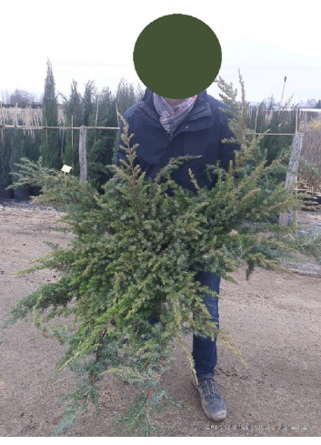 JUNIPERUS conferta SLAGER En pot de 10-12 litres