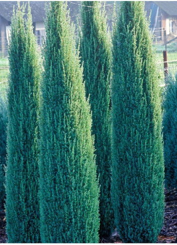 JUNIPERUS communis SENTINEL