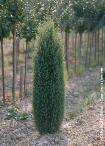 JUNIPERUS communis SENTINEL