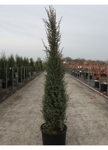 JUNIPERUS communis SENTINEL En pot de 15-20 litres