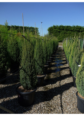 JUNIPERUS communis SENTINEL En pot de 35-50 litres