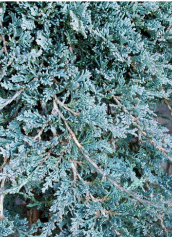 JUNIPERUS horizontalis ICEE BLUE