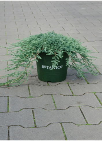 JUNIPERUS horizontalis ICEE BLUE En pot de 4-5 litres