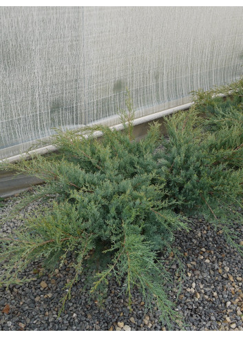 JUNIPERUS media WILHELM PFITZERIANA En pot de 25-30 litres