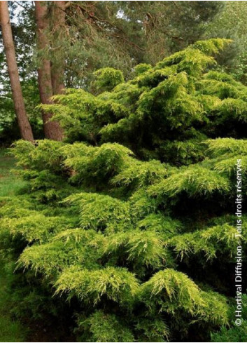 JUNIPERUS media Pfitzeriana AUREA