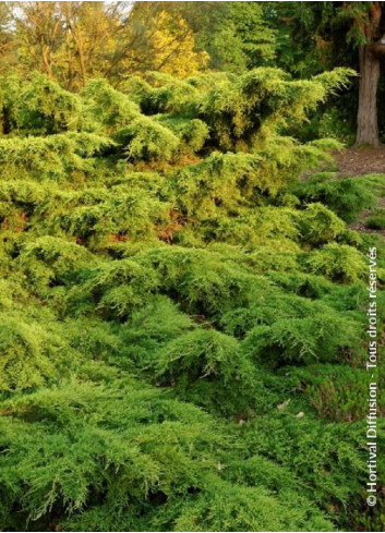 JUNIPERUS media Pfitzeriana AUREA