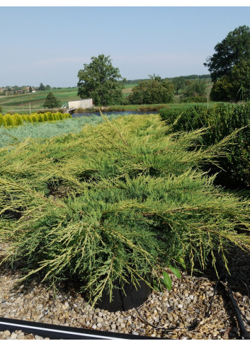 JUNIPERUS media Pfitzeriana AUREA En pot de 25-30 litres