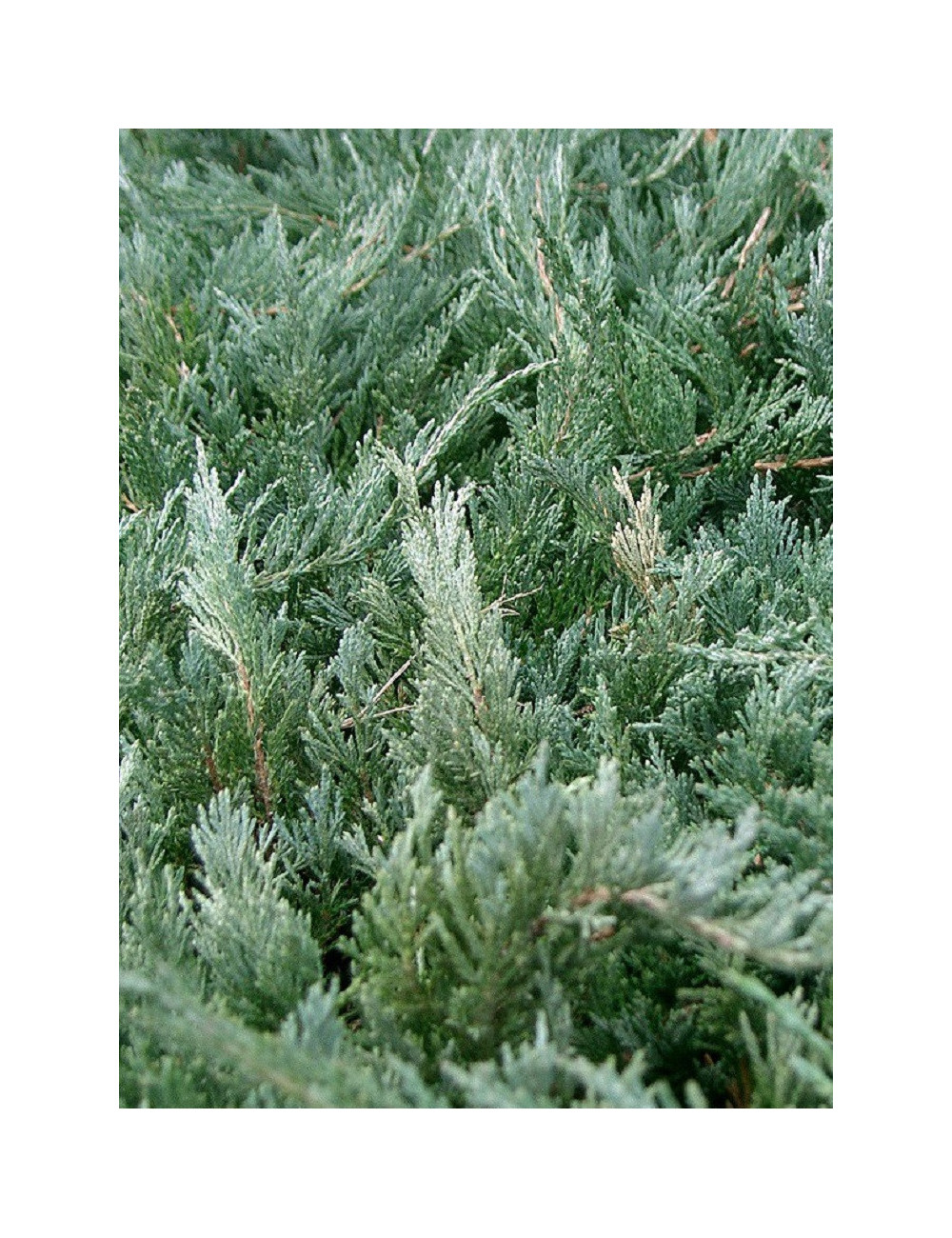 JUNIPERUS media Pfitzeriana GLAUCA