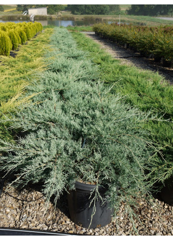 JUNIPERUS media Pfitzeriana GLAUCA En pot de 25-30 litres