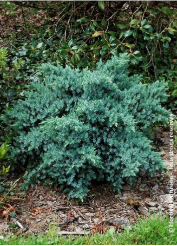 JUNIPERUS squamata BLUE STAR