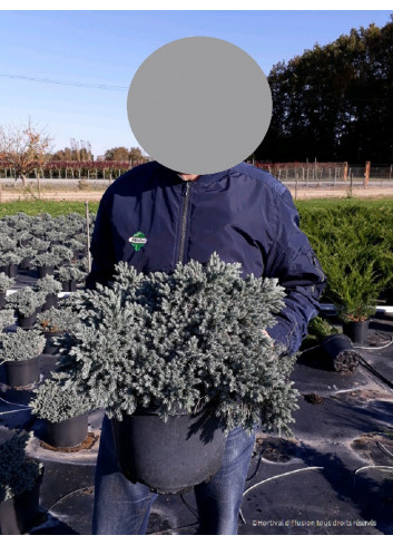 JUNIPERUS squamata BLUE STAR En pot de 10-12 litres