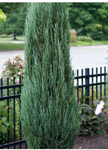 JUNIPERUS BLUE ARROW