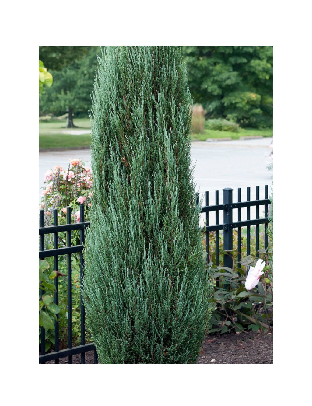 JUNIPERUS BLUE ARROW