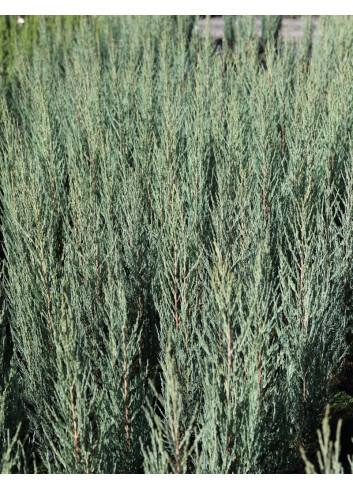 JUNIPERUS BLUE ARROW