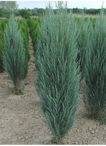 JUNIPERUS BLUE ARROW