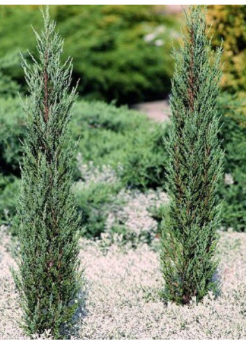 JUNIPERUS BLUE ARROW