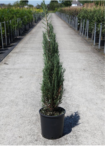 JUNIPERUS BLUE ARROW En pot de 15-20 litres