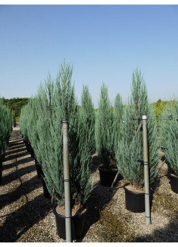 JUNIPERUS BLUE ARROW En pot de 35-50 litres