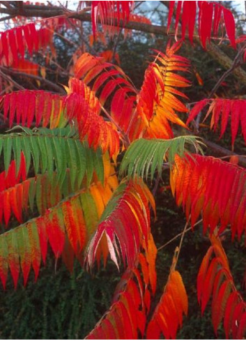 RHUS typhina