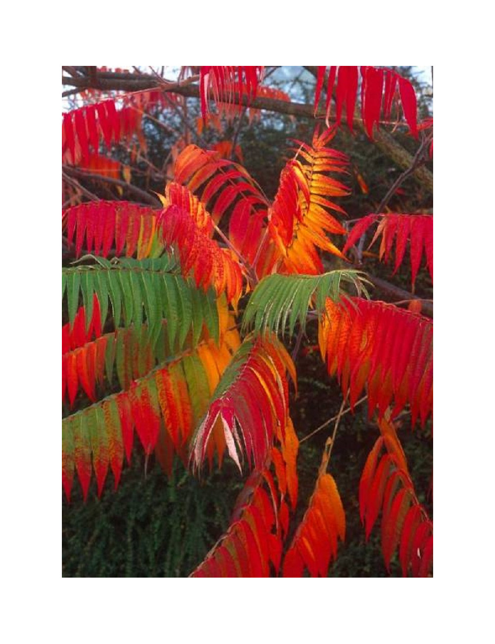 RHUS typhina