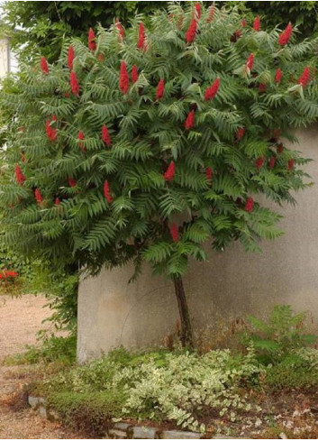 RHUS typhina