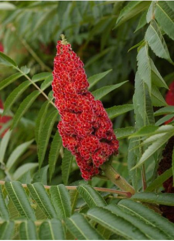 RHUS typhina