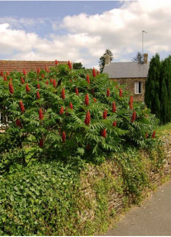 RHUS typhina