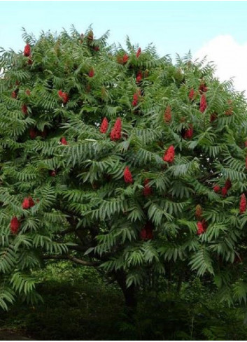 RHUS typhina