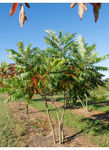 RHUS typhina