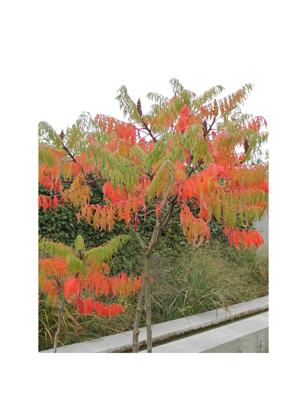 RHUS typhina DISSECTA En pot