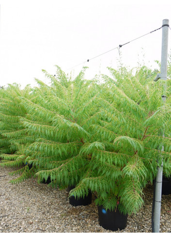 RHUS typhina DISSECTA En pot de 35-50 litres