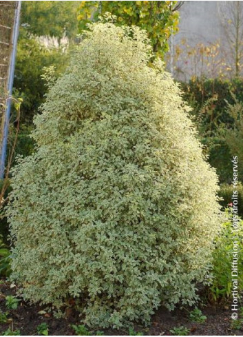 PITTOSPORUM tenuifolium VARIEGATUM