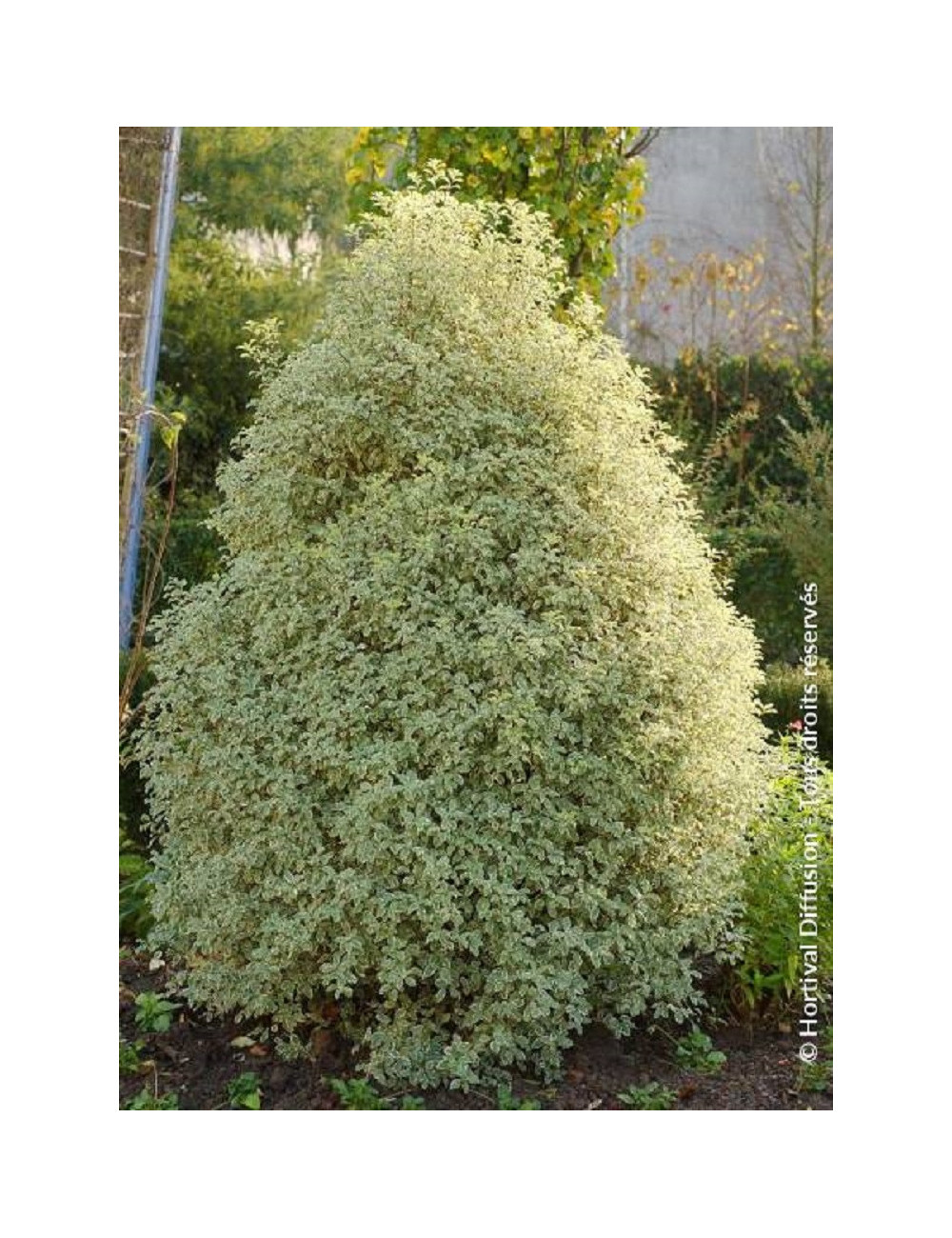 PITTOSPORUM tenuifolium VARIEGATUM