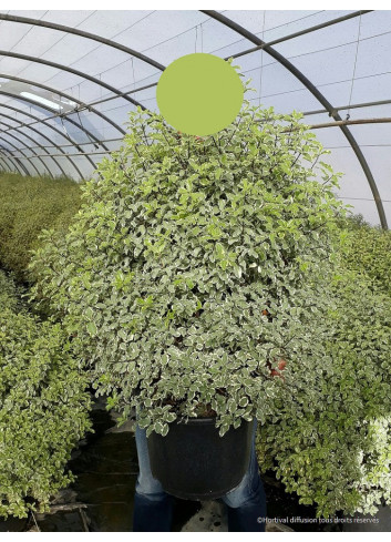 PITTOSPORUM tenuifolium VARIEGATUM En pot de 25-30 litres