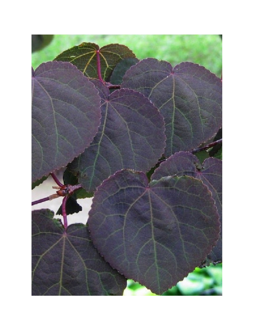 CERCIDIPHYLLUM japonicum ROTFUCHS