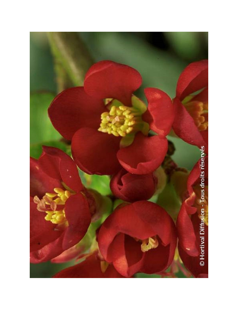 CHAENOMELES speciosa HOT FIRE