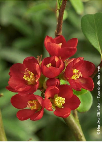 CHAENOMELES speciosa HOT FIRE