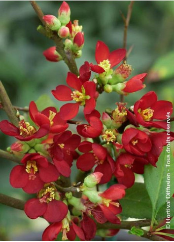 CHAENOMELES speciosa HOT FIRE