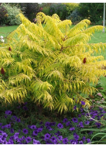 RHUS typhina TIGER EYES