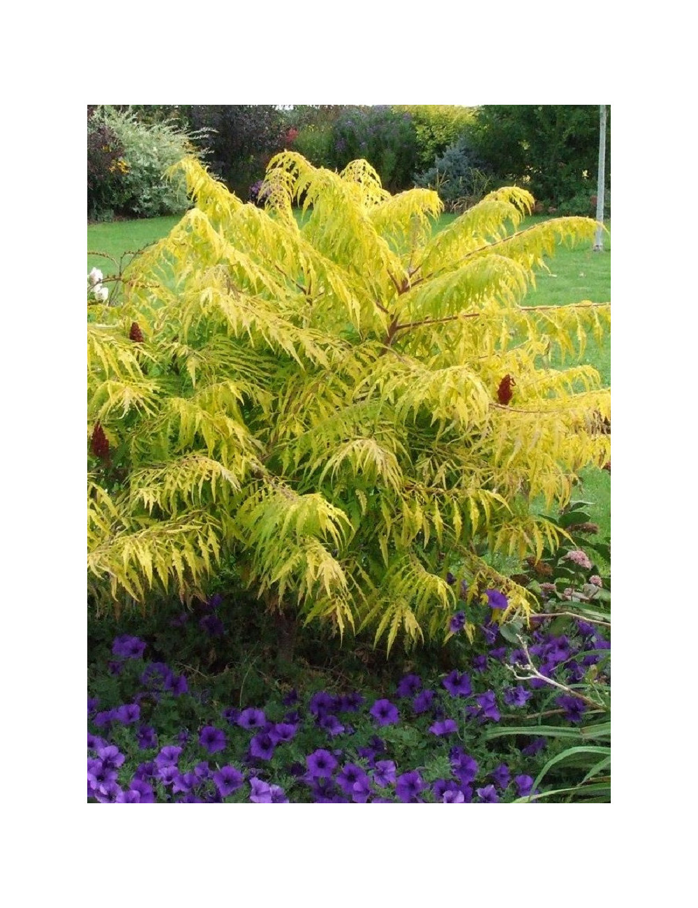 RHUS typhina TIGER EYES