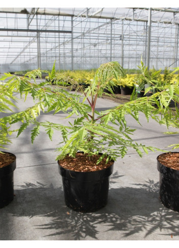 RHUS typhina TIGER EYES En pot de 4-5 litres