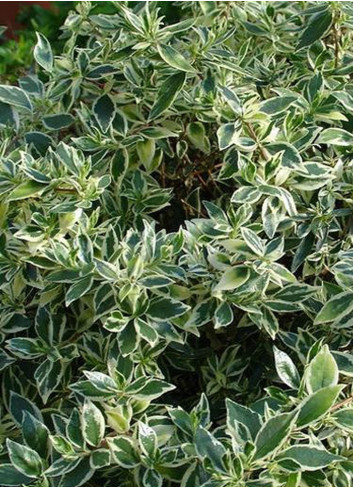 ABELIA CONFETTI