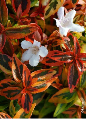 ABELIA KALEIDOSCOPE