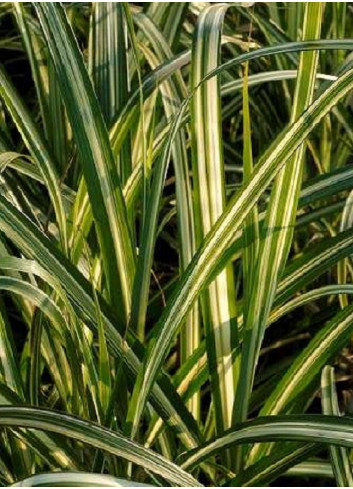 MISCANTHUS sinensis CABARET