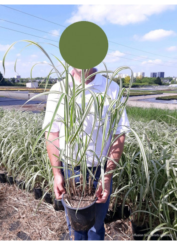 MISCANTHUS sinensis CABARET En pot de 4-5 litres