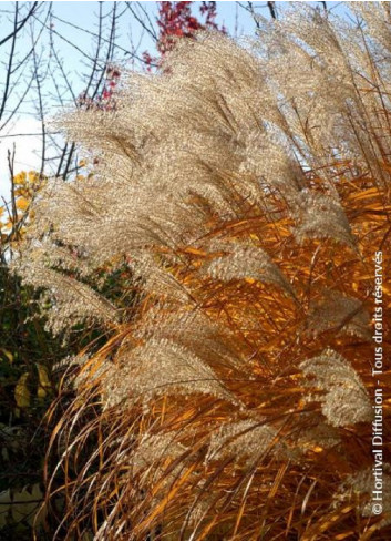 MISCANTHUS sinensis GRAZIELLA