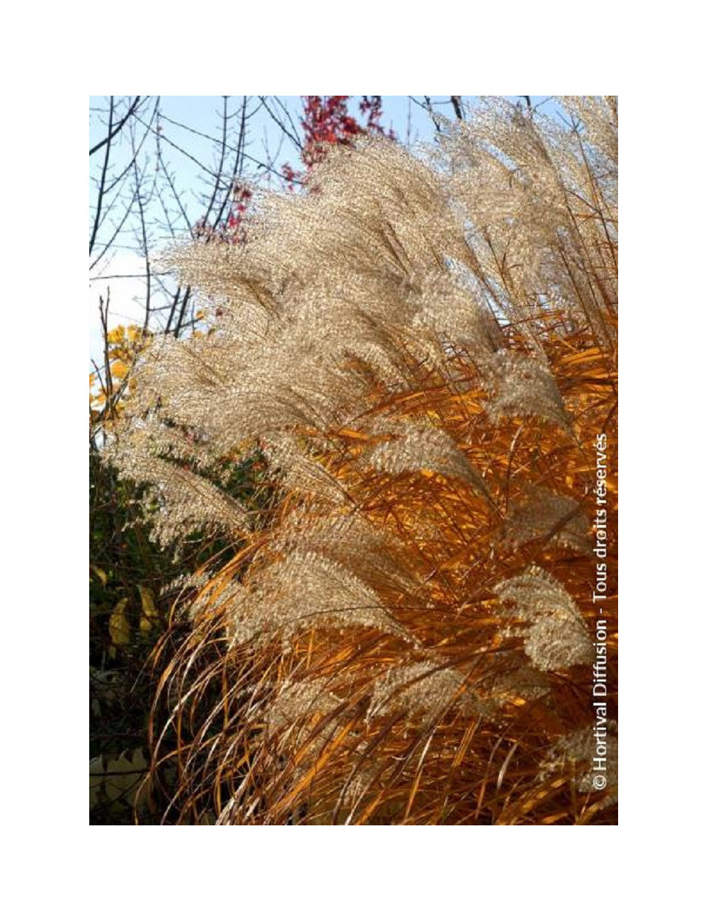 MISCANTHUS sinensis GRAZIELLA