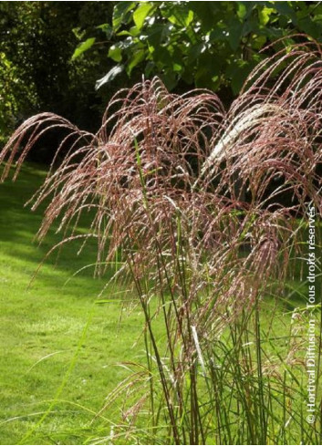 MISCANTHUS sinensis GRAZIELLA